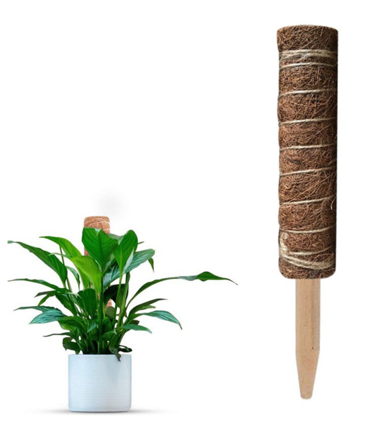 Moss Pole - Derek Garden Centre Malta
